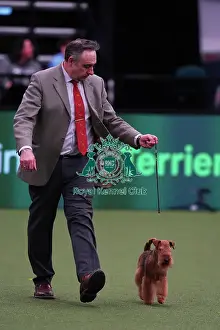 Andrew Westwood from Dudley with Mac, a Lakeland Terrier, which was the Best of Breed winner today (Saturday 11. 03. 23), the third day of Crufts 2023, at the NEC Birmingham. Andrew Westwood from Dudley with Mac, a Lakeland Terrier