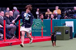 German Pinscher Prints: Anne Bazot-Bourrouz from Les Yvelines