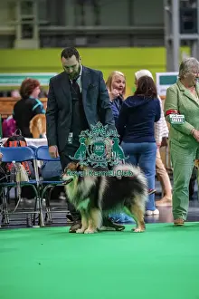 Finnish Lapphund Prints: Ansalfrose Jani