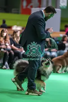 Finnish Lapphund Prints: Ansalfrose Jani