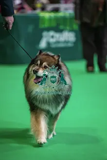 Finnish Lapphund Prints: Ansalfrose Jani