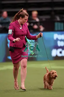 Antonia Leech from Wiltshire with Cushla, a Basset Fauve de Bretagne, which was the Best of Breed winner today (Saturday 11. 03. 23), the third day of Crufts 2023, at the NEC Birmingham