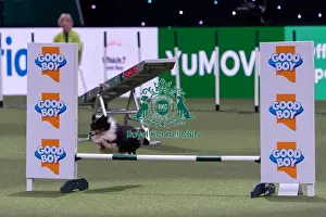 Small Championship Agility Final Prints: Apryl Britton with Halo, Competing in the Small Championship Agility Final