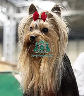 Yorkshire Terrier Prints: Archer a Yorkshire Terrier who was competing today (Friday 07/03/25)