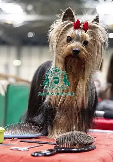 Yorkshire Terrier Prints: Archer a Yorkshire Terrier who was competing today (Friday 07/03/25)