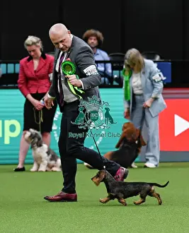 Arena Group Judging - Hounds