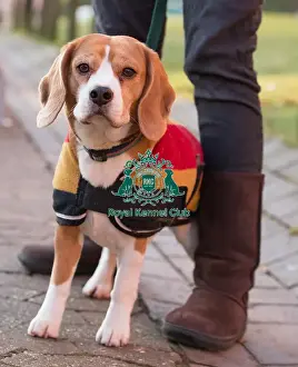 Arriving at the Gundog day