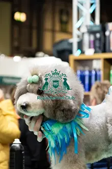Poodle Prints: Artero Grooming Live