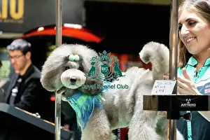 Poodle Prints: Artero Grooming Live