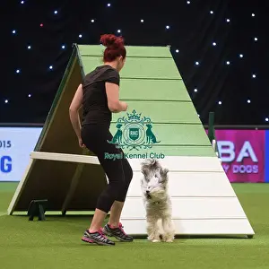 Ashley and Pudsey from Xfactor fame compete in Crufts Singles Agility