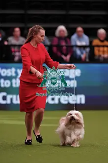Tibetan Terrier Prints: Augusta Mocililskyte from Lithuania