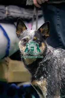 Australian Cattle Dog