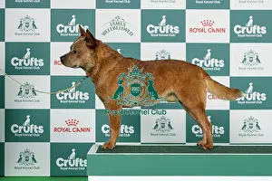 Thursday Prints: Australian Cattle Dog Best of Breed Crufts 2026