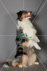 Australian Shepherd