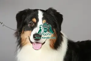 March 2013 Prints: Australian Shepherd