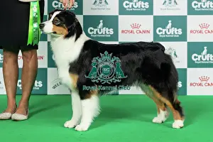 Thursday Prints: Australian Shepherd Best of Breed Crufts 2026
