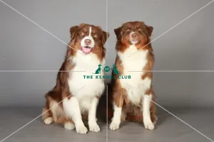 Australian Shepherd, Crufts 2013, KCPL_Stock