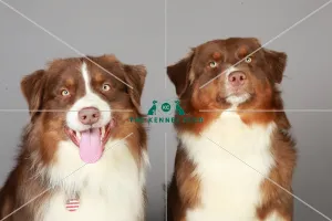 Crufts 2013, KCPL_Stock