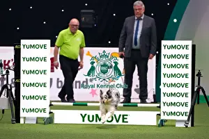 Day Two Prints: Australian Shepherd Dog Competing in Crufts Singles Small Final
