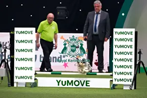 Australian Shepherd Dog Competing in Crufts Singles Small Final