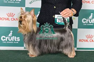 Australian Silky Terrier Prints: Australian Silky Terrier BOB