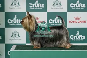Saturday Prints: Australian Silky TerrierBest of Breed Crufts 2026