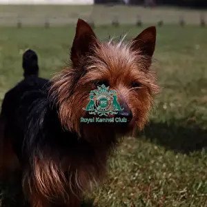 Terrier Group Prints: Australian Terrier