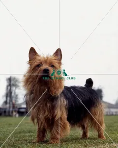 Australian Terrier