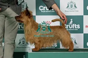 Friday Prints: Australian Terrier Best of Breed Crufts 2026