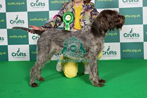Standing Prints: AV Import Best of Breed Crufts 2022 Korthals Griffon
