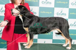 AV Import register working Best of Breed ENTLEBUCHER MOUNTAIN DO AV Import register working Best of Breed ENTLEBUCHER MOUNTAIN DO