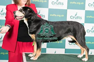 AV Import register working Best of Breed ENTLEBUCHER MOUNTAIN DO