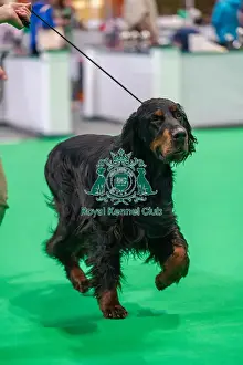 Gordon Setter Prints: Bara the Gordon Setter