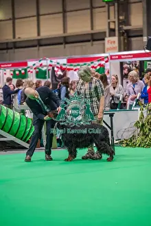 Gordon Setter Prints: Bara the Gordon Setter