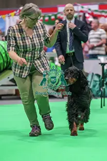 Gordon Setter Prints: Bara the Gordon Setter