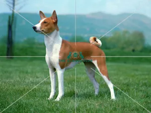 Basenji