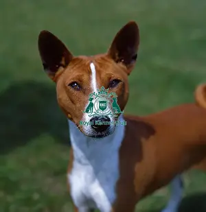 Hound Group Prints: Basenji