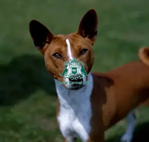 Basenji