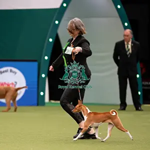 Basenji Best of Breed Crufts 2022