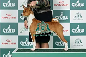 Basenji Prints: Basenji Best of Breed Crufts 2026