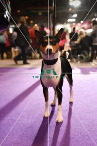 Basenji Crufts 2016