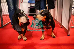 Crufts 2025 Discover Dogs Prints: Basset Bleu De Gasgcogne in Discover Dogs