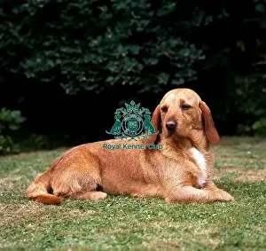 Basset Fauve de Bretagne