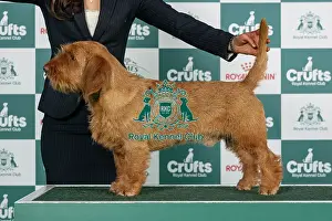 Hound Group Prints: Basset Fauve De Bretagne Best of Breed Crufts 2026