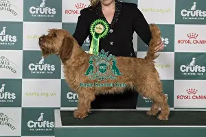 Crufts 2025 Best Of Breed Prints: Basset Fauve de Bretagne BOB