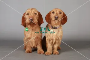 Basset fauve de bretagne, Crufts 2013, KCPL_Stock