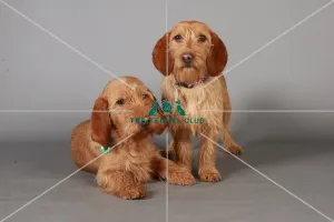 Basset fauve de bretagne, Crufts 2013, KCPL_Stock