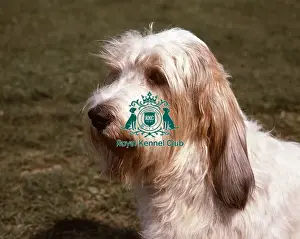 Head Prints: Basset Griffon Vendeen (Grand)