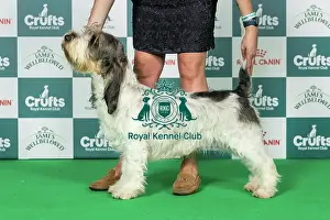 Hound Group Prints: Basset Griffon Vendeen (Grand) Best of Breed Crufts 2026
