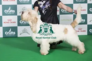 Crufts 2025 Best Of Breed Prints: Basset Griffon Vendeen (Grand) BOB